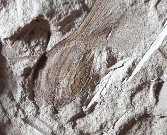 Fruchtkapsel Acer sp. (geflgelter Samen) - Bild © FossNet FossilienStore